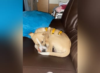 Paolo: unkomplizierter Anfängerhund