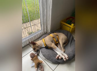 Paolo: unkomplizierter Anfängerhund