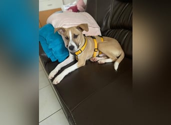 Paolo: unkomplizierter Anfängerhund