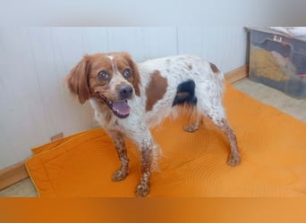 Odessa, sanfte verträgliche Hündin, ca. 3 Jahre, ca. 41 cm, ca. 9 kg *bald in 85604 Zorneding*