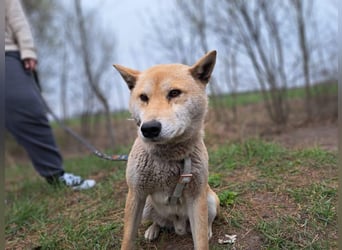 Yuki, energiegeladener, cleverer Shiba-Inu-Mix, 4 Jahre, ca. 43 cm, ca. 14 kg
