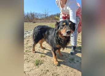Zorro, sportlicher Clown, ca. 4 Jahre, ca. 44cm, ca. 12kg