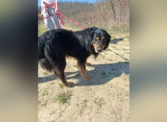 Zorro, sportlicher Clown, ca. 4 Jahre, ca. 44cm, ca. 12kg