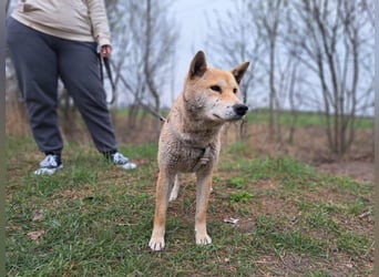 Yuki, energiegeladener, cleverer Shiba-Inu-Mix, 4 Jahre, ca. 43 cm, ca. 14 kg