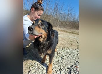 Zorro, sportlicher Clown, ca. 4 Jahre, ca. 44cm, ca. 12kg