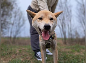 Yuki, energiegeladener, cleverer Shiba-Inu-Mix, 4 Jahre, ca. 43 cm, ca. 14 kg
