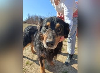 Zorro, sportlicher Clown, ca. 4 Jahre, ca. 44cm, ca. 12kg