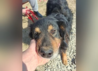 Zorro, sportlicher Clown, ca. 4 Jahre, ca. 44cm, ca. 12kg