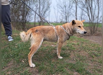 Yuki, energiegeladener, cleverer Shiba-Inu-Mix, 4 Jahre, ca. 43 cm, ca. 14 kg