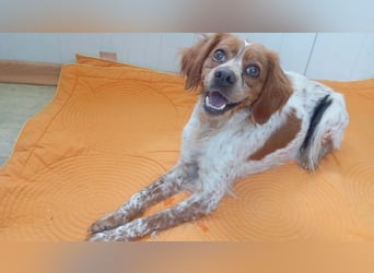 Odessa, sanfte verträgliche Hündin, ca. 3 Jahre, ca. 41 cm, ca. 9 kg *bald in 85604 Zorneding*