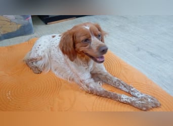Odessa, sanfte verträgliche Hündin, ca. 3 Jahre, ca. 41 cm, ca. 9 kg *bald in 85604 Zorneding*