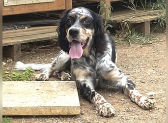 *Handicap* Lola wartet in 38159 Vechelde