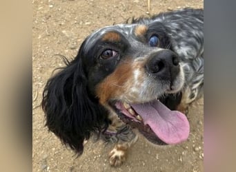 *Handicap* Lola - freundliche, menschenbezogene Setter-Mix-Hündin