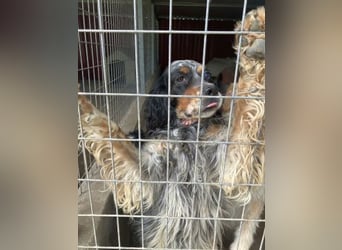 *Handicap* Lola - freundliche, menschenbezogene Setter-Mix-Hündin
