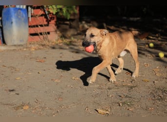 Calimero sucht ein gutes Zuhause