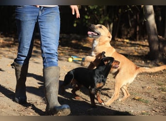 Calimero sucht ein gutes Zuhause