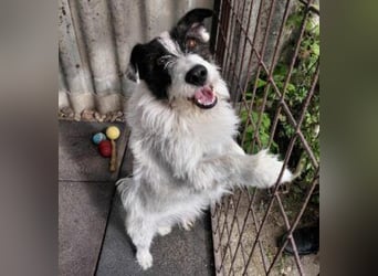 Lebenslustiger Rüde sucht seine Menschen