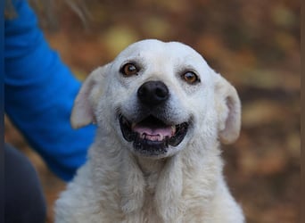 Ängstliche Bibi braucht ruhe und Verständnis