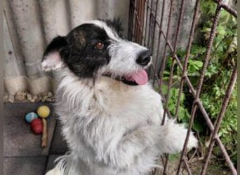 Lebenslustiger Rüde sucht seine Menschen