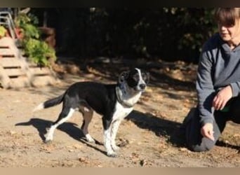 Beni, Charmanter Jungspund sucht Familie