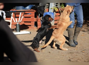 Calimero sucht ein gutes Zuhause