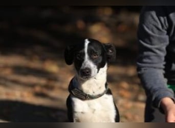 Beni, Charmanter Jungspund sucht Familie