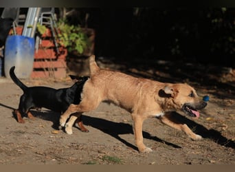 Calimero sucht ein gutes Zuhause