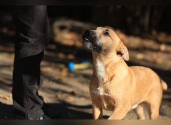 Calimero sucht ein gutes Zuhause