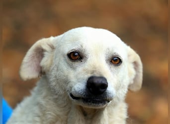 Ängstliche Bibi braucht ruhe und Verständnis