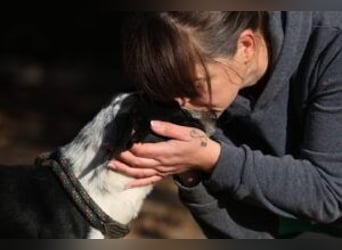 Beni, Charmanter Jungspund sucht Familie