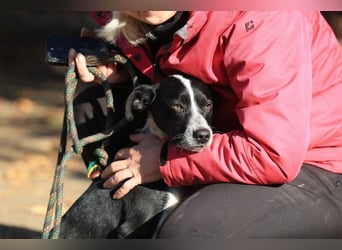 Beni, Charmanter Jungspund sucht Familie