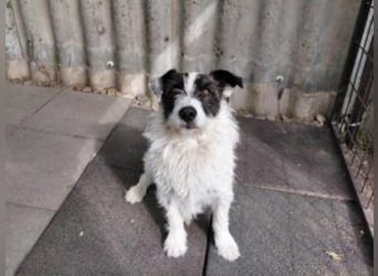 Lebenslustiger Rüde sucht seine Menschen