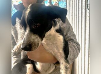 Beni, Charmanter Jungspund sucht Familie