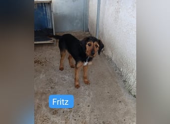 Fritz - Griffon-Mix