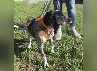 Toby wünscht sich ein eigenes Körbchen