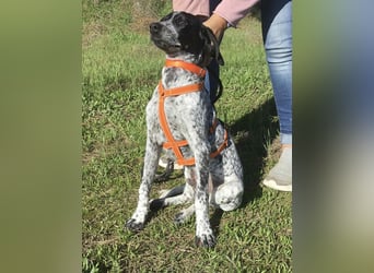Toby wünscht sich ein eigenes Körbchen