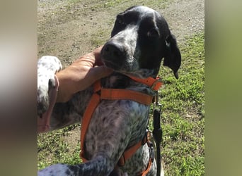 Toby wünscht sich ein eigenes Körbchen