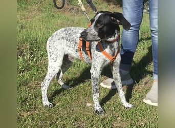 Toby wünscht sich ein eigenes Körbchen