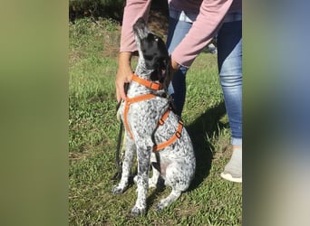 Toby wünscht sich ein eigenes Körbchen