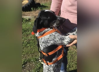 Toby wünscht sich ein eigenes Körbchen