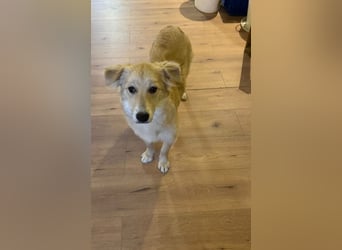 KIWI verliert leider ihr Zuhause - Hündin - geb. 08/2025 - ca. 50 cm