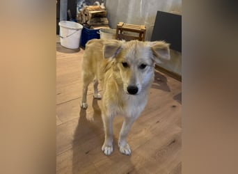 KIWI verliert leider ihr Zuhause - Hündin - geb. 08/2025 - ca. 50 cm