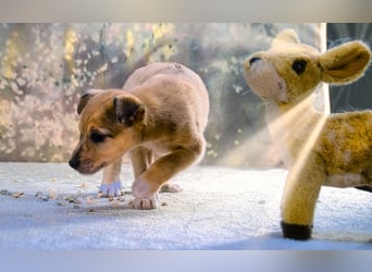 Penny - zartes Hundekind