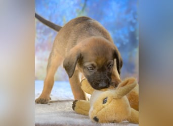 Lucky - freundlicher Hundebub