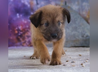 Freckles - neugieriger Hundejunge