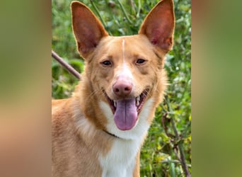 Bambi - auf der Suche nach Vertrauen