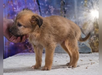 Freckles - neugieriger Hundejunge