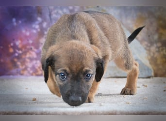 Lucky - freundlicher Hundebub