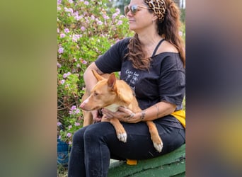 Bambi - auf der Suche nach Vertrauen