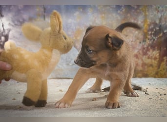 Patch - junger Mischlingsrüde